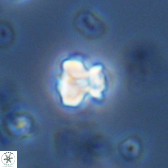 Lithoptychius schimitzii VR 09995