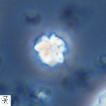 Lithoptychius schimitzii VR 09996