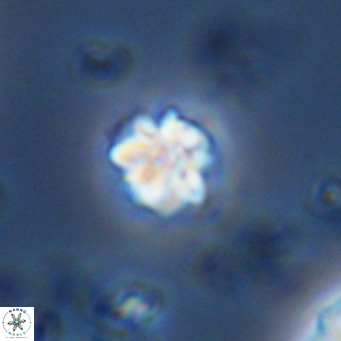 Lithoptychius schimitzii VR 09997