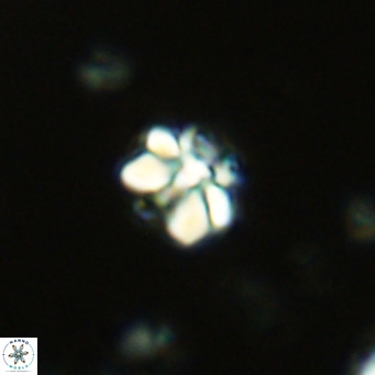 Lithoptychius schimitzii VR 09999