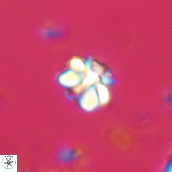 Lithoptychius schimitzii VR 10000