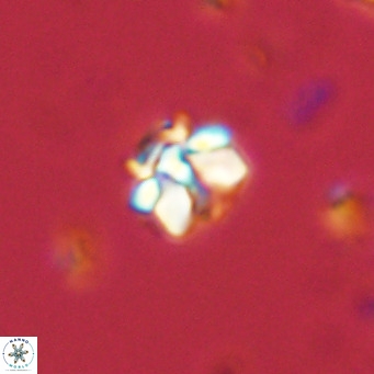 Lithoptychius schimitzii VR 10001