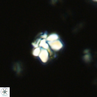Lithoptychius schimitzii VR 10002