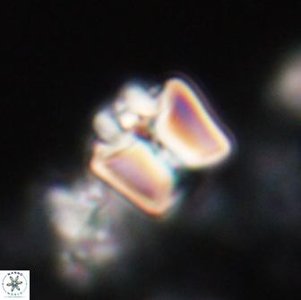 Lithoptychius ulii 21920