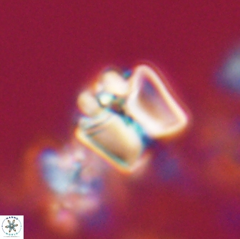 Lithoptychius ulii 21921