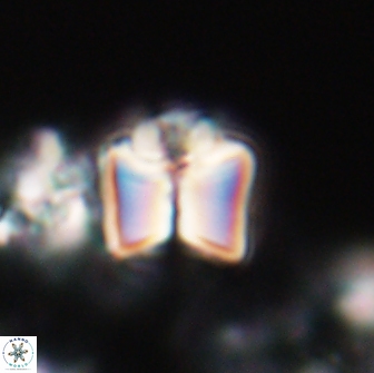 Lithoptychius ulii 21923