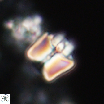 Lithoptychius ulii 21924