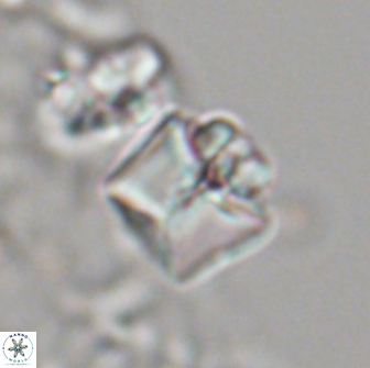 Lithoptychius ulii 21926
