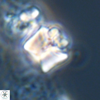 Lithoptychius ulii 21927