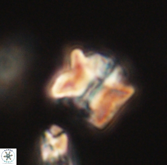 Lithoptychius ulii 62405