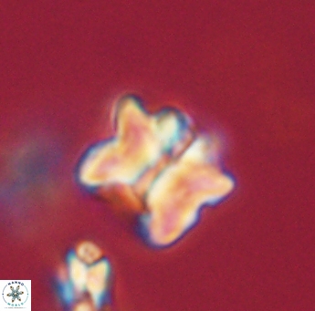Lithoptychius ulii 62407
