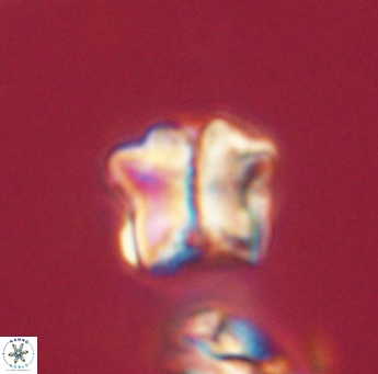 Lithoptychius ulii 62408