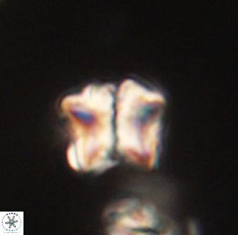 Lithoptychius ulii 62409