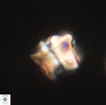 Lithoptychius ulii 62414