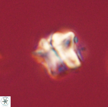 Lithoptychius ulii 62415