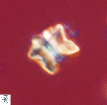 Lithoptychius ulii 62417