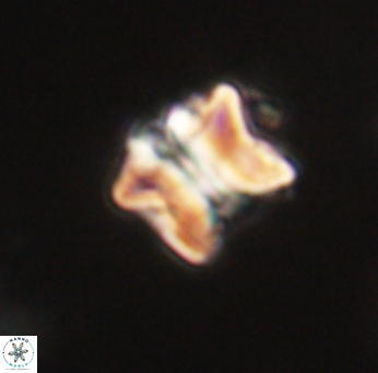 Lithoptychius ulii 62418