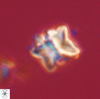 Lithoptychius ulii 62420