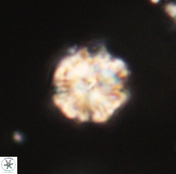 Lithoptychius ulii 62422