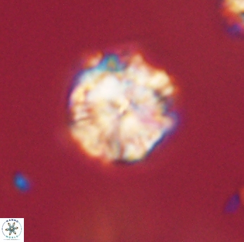 Lithoptychius ulii 62423