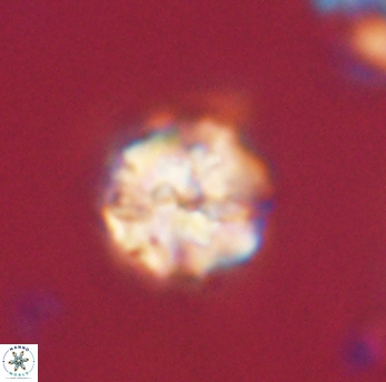 Lithoptychius ulii 62425