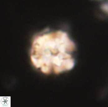 Lithoptychius ulii 62427