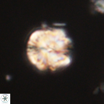 Lithoptychius ulii 62428