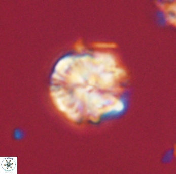 Lithoptychius ulii 62429