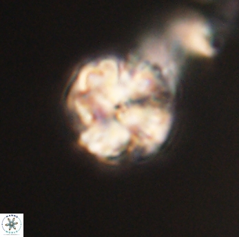 Lithoptychius ulii 62433