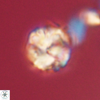 Lithoptychius ulii 62436