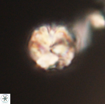 Lithoptychius ulii 62437