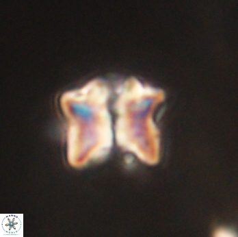Lithoptychius ulii 62438