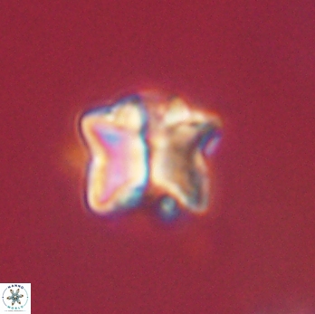 Lithoptychius ulii 62440