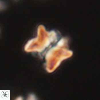 Lithoptychius ulii 62451