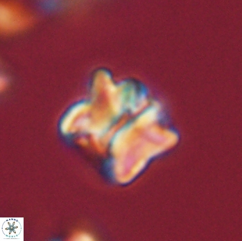 Lithoptychius ulii 62452