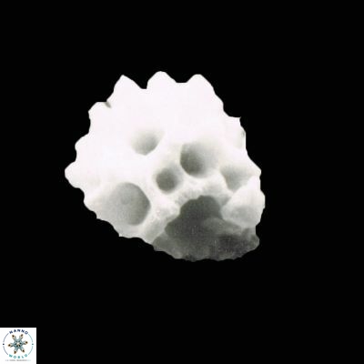 Lithostromation operosum 1150 7
