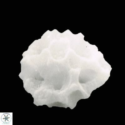 Lithostromation operosum 860 14