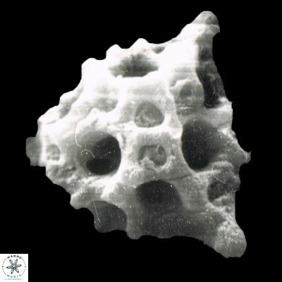Lithostromation perdurum 1075 2