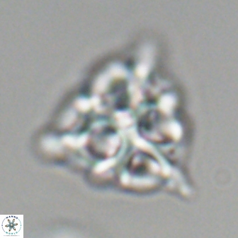 Lithostromation perdurum 27539