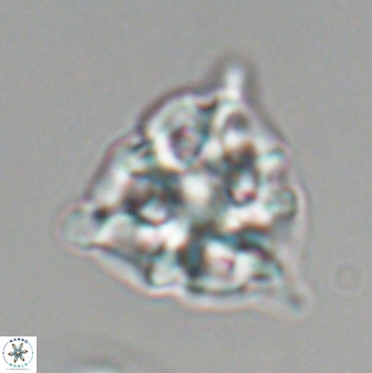 Lithostromation perdurum 27540