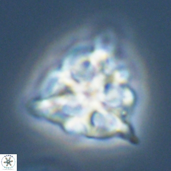 Lithostromation perdurum 27541