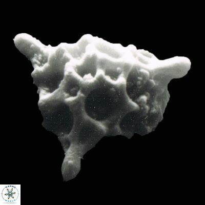 Lithostromation perdurum 912 19