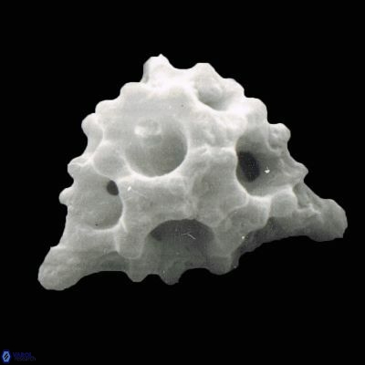 Lithostromation perdurum 930 22