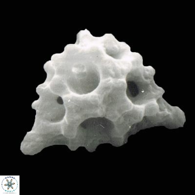 Lithostromation perdurum 930 22