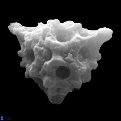 Lithostromation perdurum 943 12