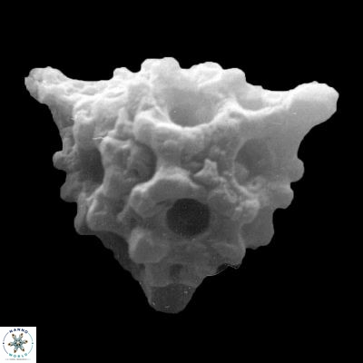 Lithostromation perdurum 943 12