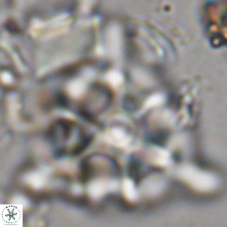 Lithostromation perdurum VR 06780