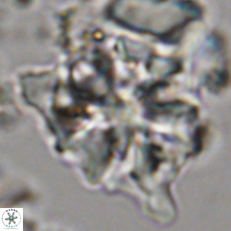 Lithostromation perdurum VR 06783