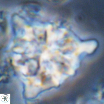 Lithostromation perdurum VR 06788