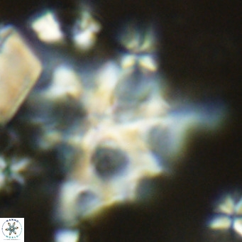 Lithostromation perdurum VR 06791